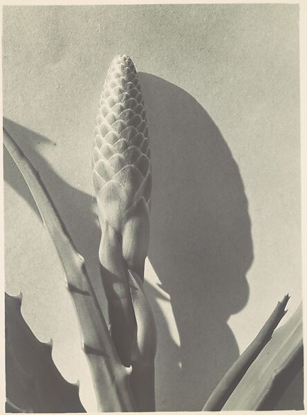 Aloe, Imogen Cunningham (American, Portland, Oregon 1883–1976 San Francisco, California), Gelatin silver print 