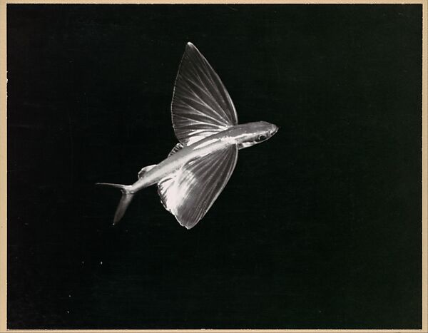 Flying Fish, Catalina Island, Harold Edgerton (American, 1903–1990), Gelatin silver print 