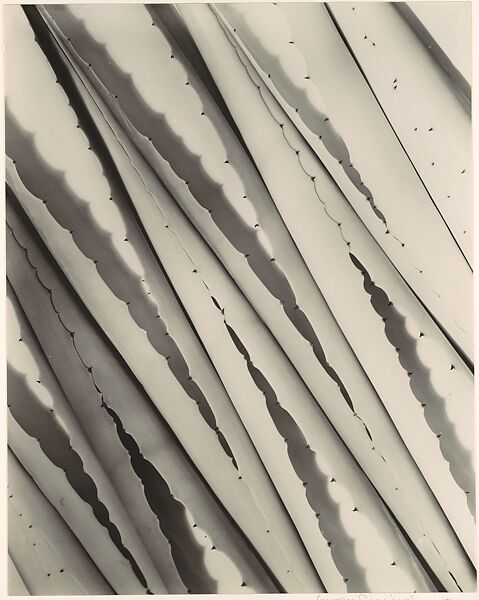 Agave Design 2, Imogen Cunningham (American, Portland, Oregon 1883–1976 San Francisco, California), Gelatin silver print 