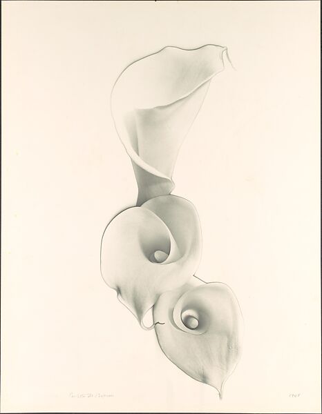 Solarized Calla Lilies, Carlotta M. Corpron (American, 1901–1988), Gelatin silver print 
