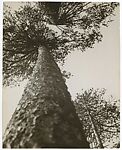 Pine Trees in Pushkin Park