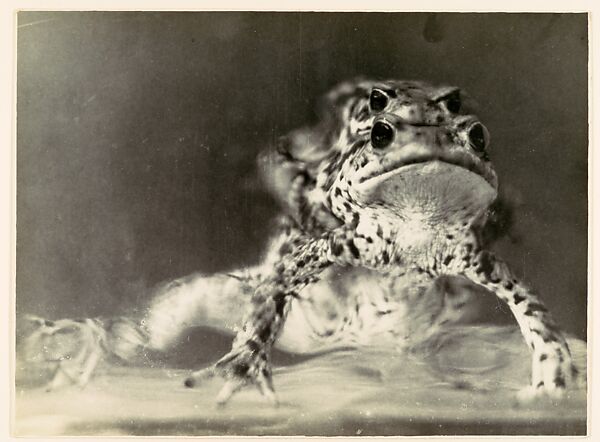 [Frogs Copulating], Albert Renger-Patzsch (German, Wurzburg 1897–1966 Wamel), Gelatin silver print 
