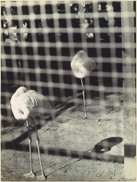 Birds in Hyperspace, Clarence John Laughlin (American, 1905–1985), Gelatin silver print 
