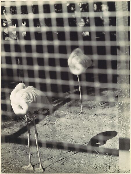 Birds in Hyperspace, Clarence John Laughlin  American, Gelatin silver print