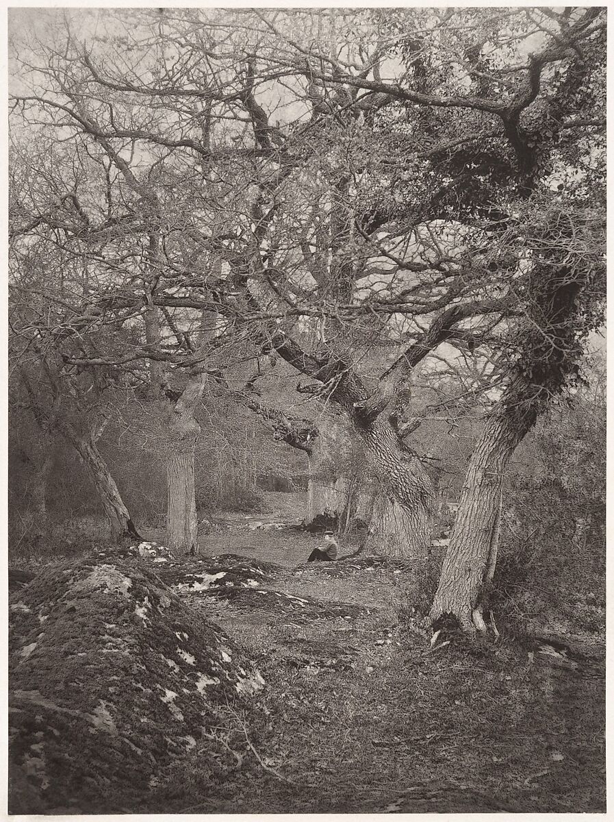 Forêt de Fontainebleau, William Harrison (British, died by 1893), Carbon print from glass negative 