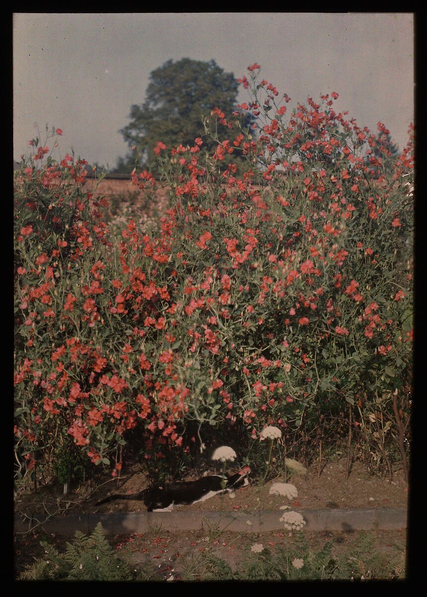 Cat and Sweetpeas, Moss (British), Autochrome 