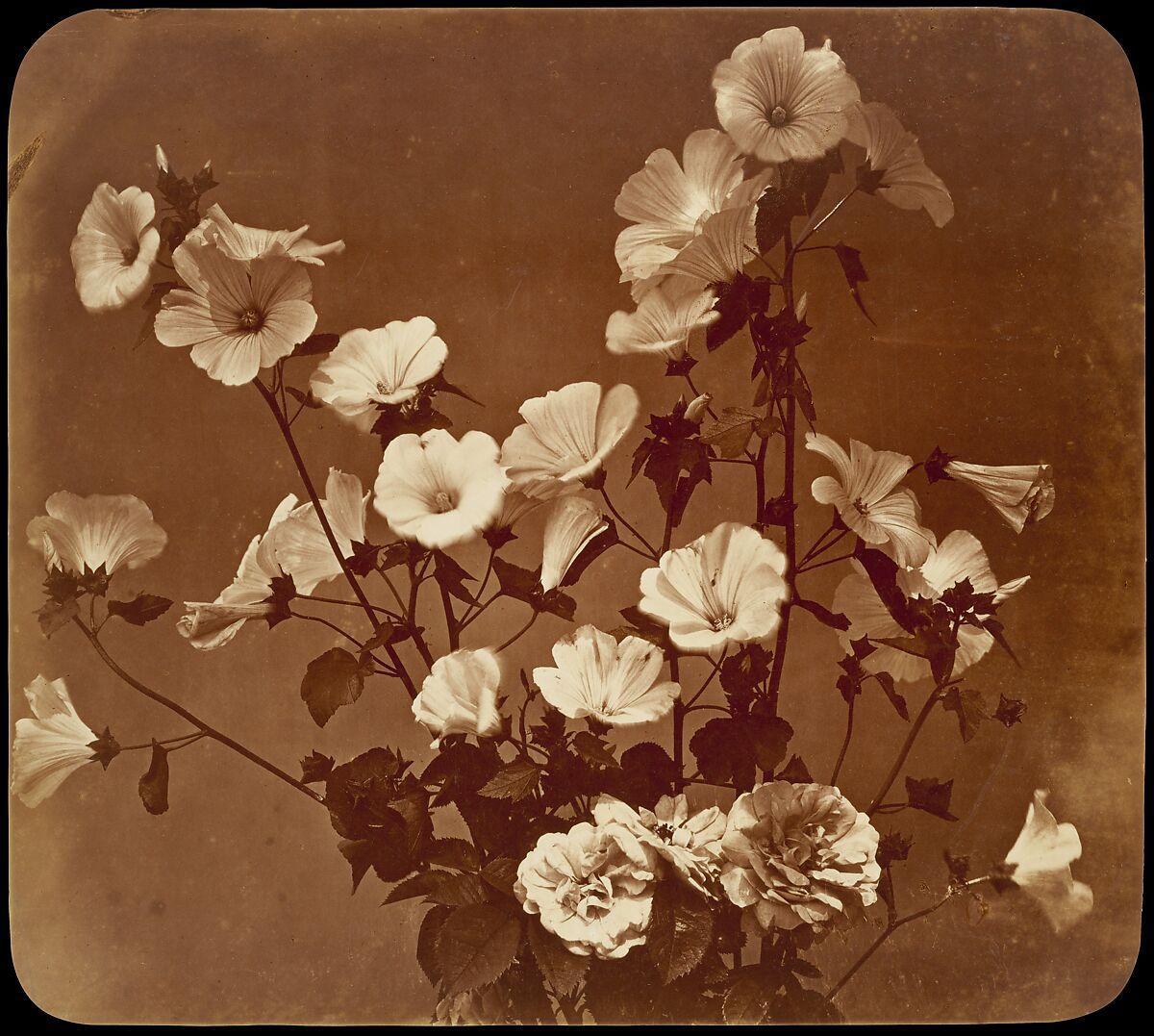 [Flower Study, Rose of Sharon], Adolphe Braun (French, Besançon 1811–1877 Dornach), Albumen silver print from glass negative 