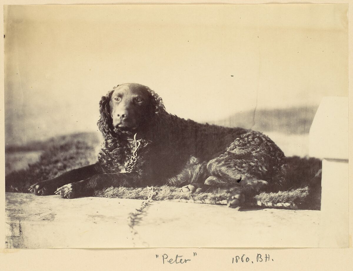 "Peter", Alfred Capel Cure (British, 1826–1896), Albumen silver print from glass negative 