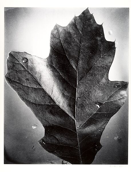 [Leaf], Berenice Abbott (American, Springfield, Ohio 1898–1991 Monson, Maine), Gelatin silver print 