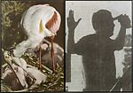 Soul (Rare View), John Baldessari  American, Gelatin silver prints with applied oil tint