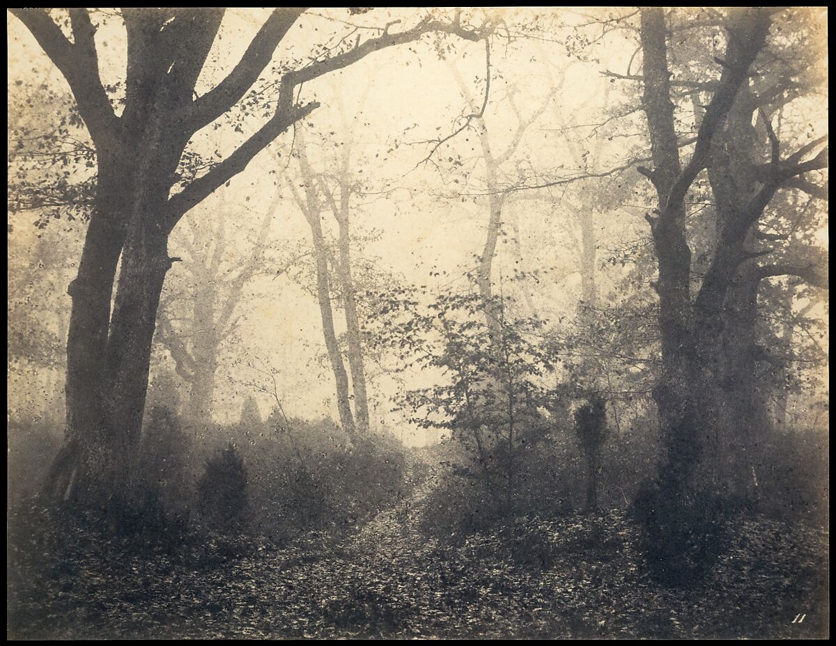 [Fontainebleau Forest], Eugène Cuvelier (French, 1837–1900), Salted paper print from paper negative