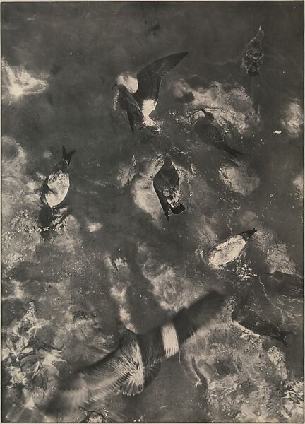 Seagulls, Sid Grossman (American, 1913–1955), Gelatin silver print 