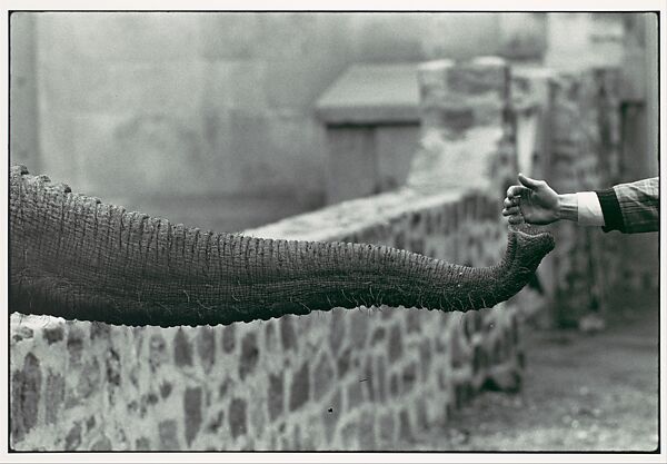 [Hand Feeding Elephant Trunk, Zoo], Garry Winogrand (American, New York 1928–1984 Tijuana, Mexico), Gelatin silver print 