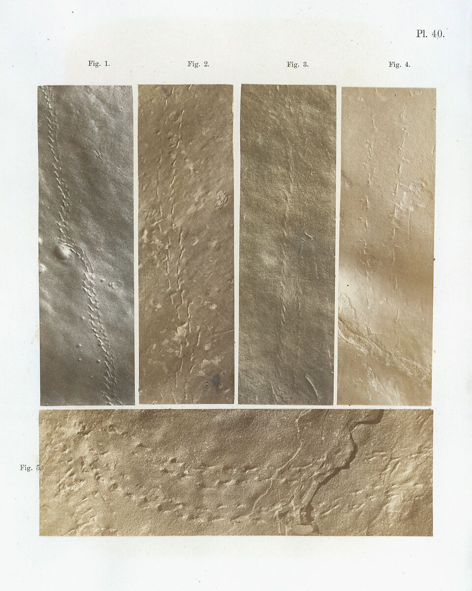 Ichnographs from the Sandstone of Connecticut River, James Deane (American, 1801–1858), Salted paper prints 