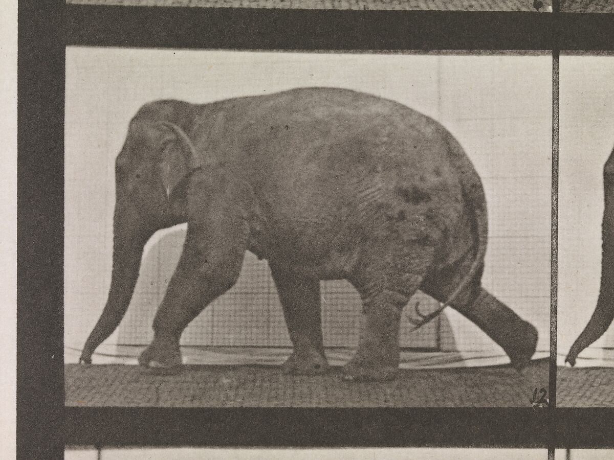 Animal Locomotion.  An Electro-Photographic Investigation of Consecutive Phases of Animal Movements.  Commenced 1872 - Completed 1885.  Volume XI, Wild Animals and Birds, Eadweard Muybridge (British and American, Kingston upon Thames 1830–1904 Kingston upon Thames), Photogravures