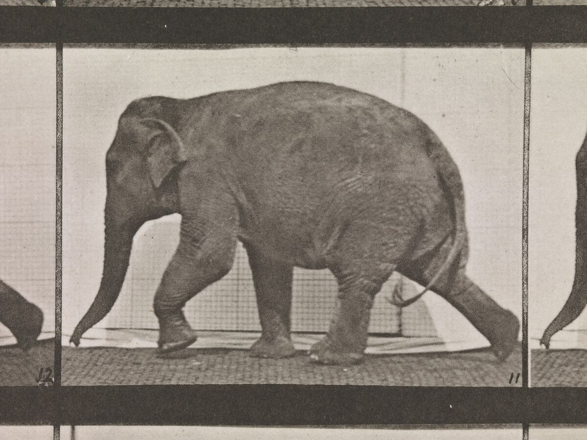 Animal Locomotion.  An Electro-Photographic Investigation of Consecutive Phases of Animal Movements.  Commenced 1872 - Completed 1885.  Volume XI, Wild Animals and Birds, Eadweard Muybridge (British and American, Kingston upon Thames 1830–1904 Kingston upon Thames), Photogravures