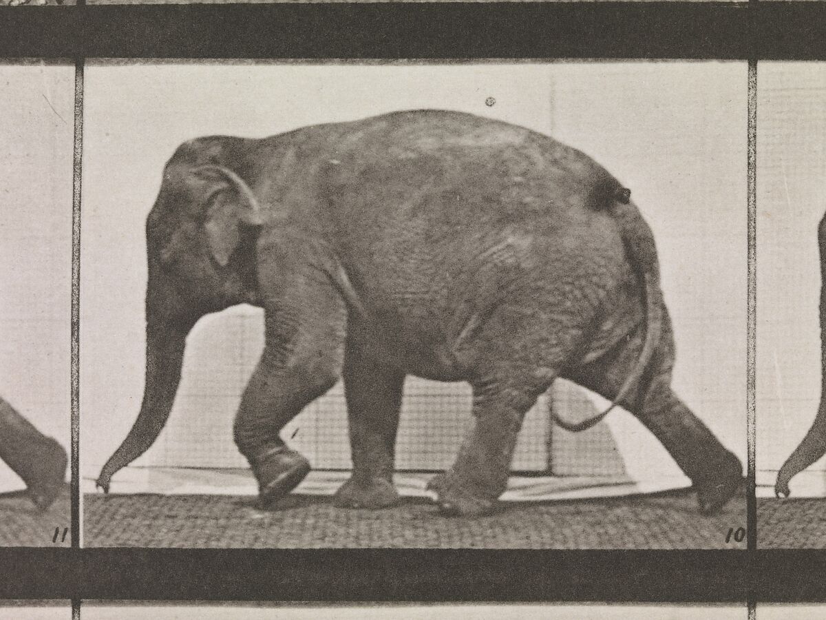 Animal Locomotion.  An Electro-Photographic Investigation of Consecutive Phases of Animal Movements.  Commenced 1872 - Completed 1885.  Volume XI, Wild Animals and Birds, Eadweard Muybridge (British and American, Kingston upon Thames 1830–1904 Kingston upon Thames), Photogravures