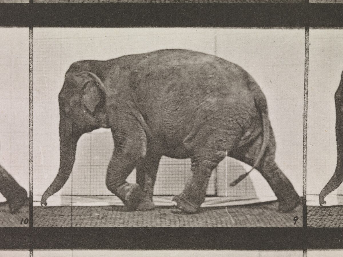 Animal Locomotion.  An Electro-Photographic Investigation of Consecutive Phases of Animal Movements.  Commenced 1872 - Completed 1885.  Volume XI, Wild Animals and Birds, Eadweard Muybridge (British and American, Kingston upon Thames 1830–1904 Kingston upon Thames), Photogravures