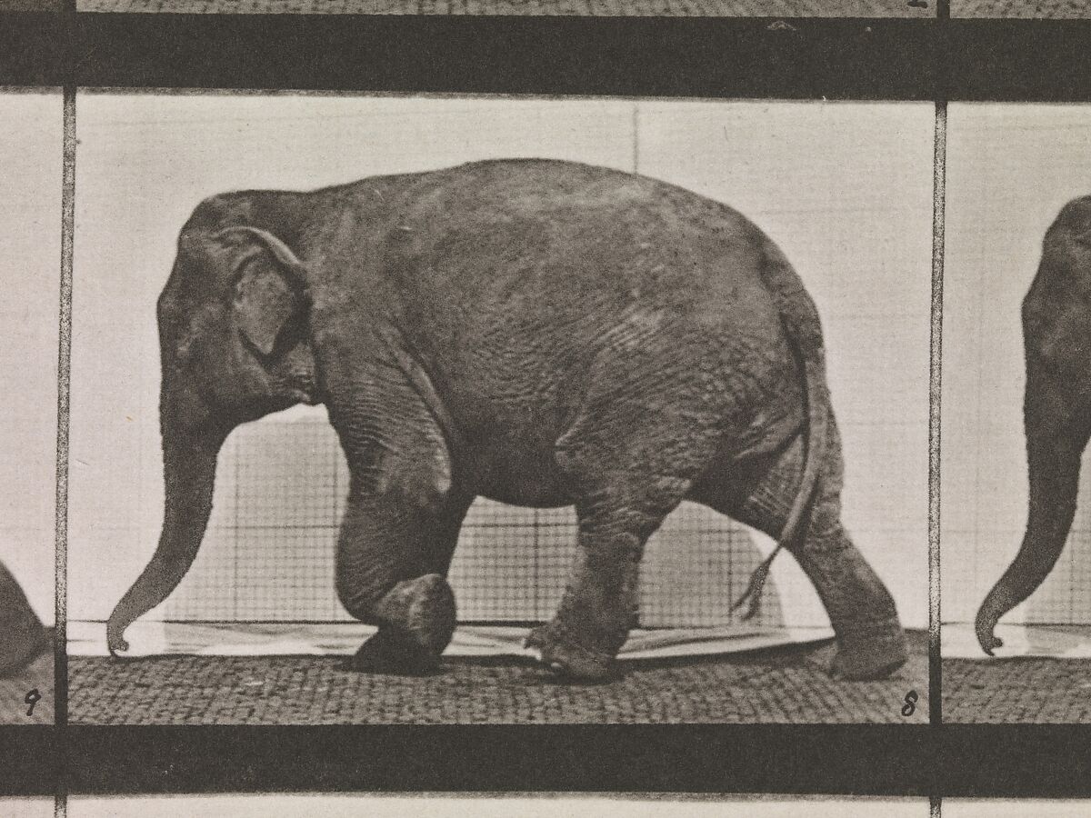 Animal Locomotion.  An Electro-Photographic Investigation of Consecutive Phases of Animal Movements.  Commenced 1872 - Completed 1885.  Volume XI, Wild Animals and Birds, Eadweard Muybridge (British and American, Kingston upon Thames 1830–1904 Kingston upon Thames), Photogravures