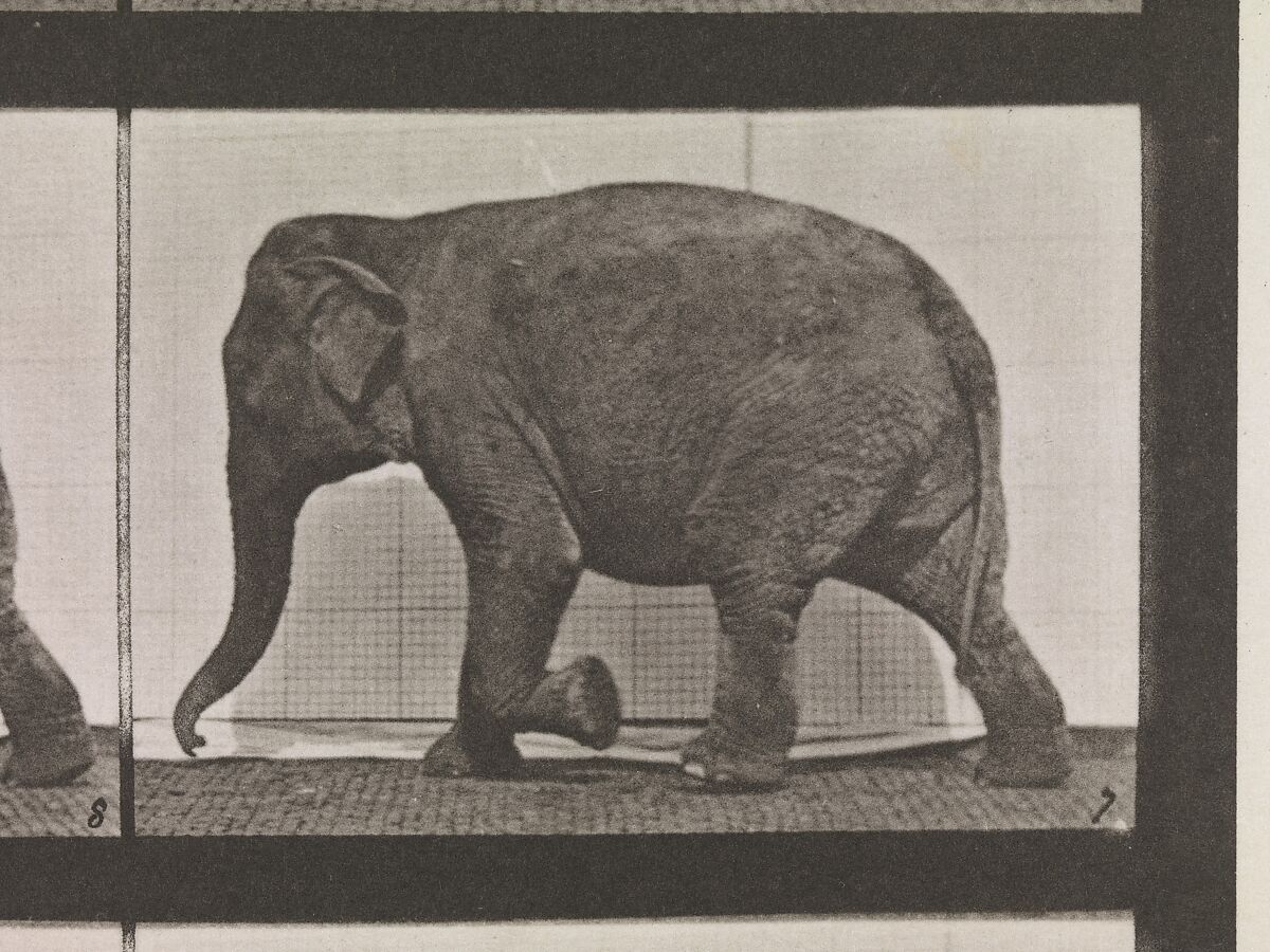 Animal Locomotion.  An Electro-Photographic Investigation of Consecutive Phases of Animal Movements.  Commenced 1872 - Completed 1885.  Volume XI, Wild Animals and Birds, Eadweard Muybridge (British and American, Kingston upon Thames 1830–1904 Kingston upon Thames), Photogravures