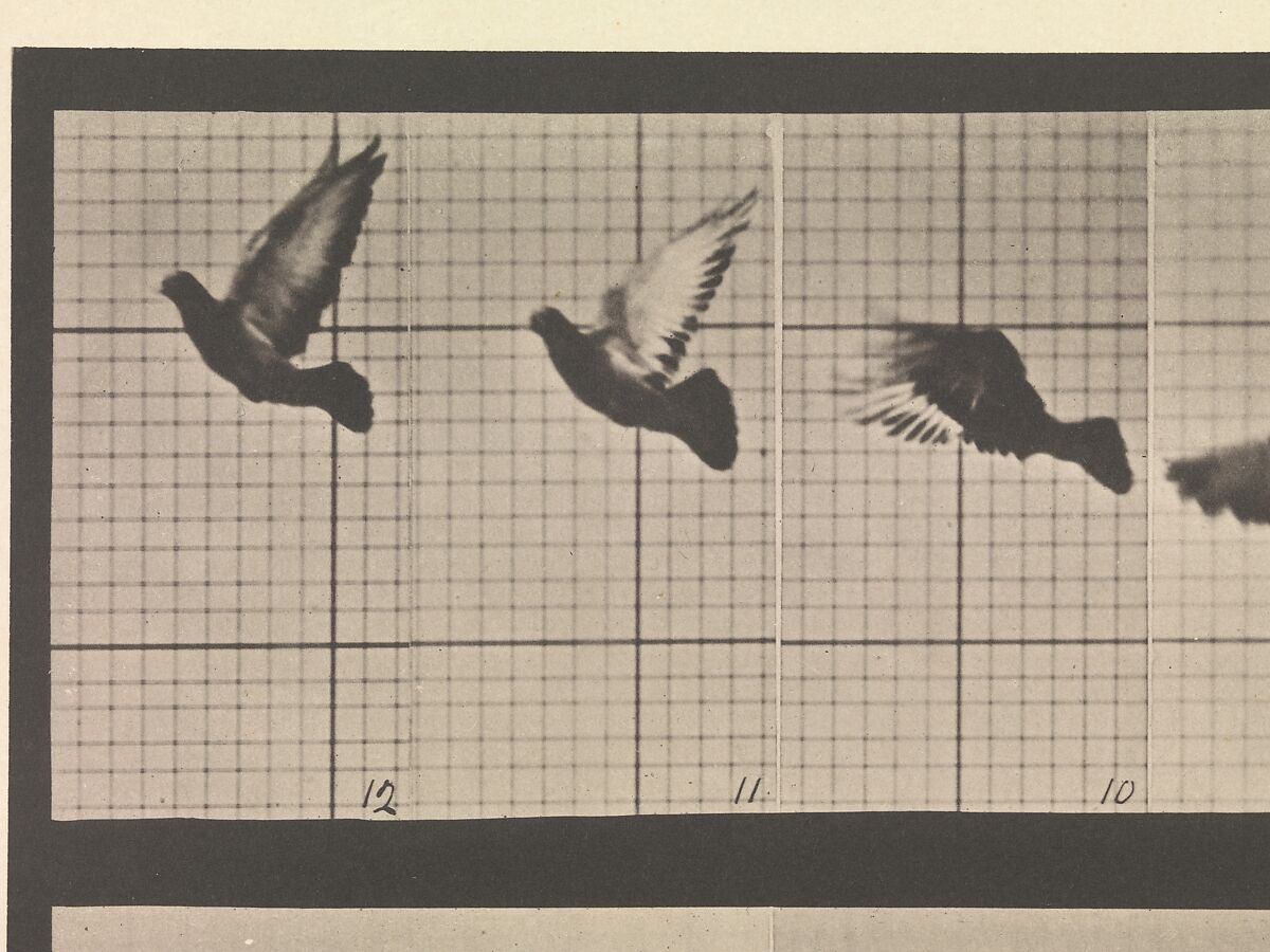 Animal Locomotion.  An Electro-Photographic Investigation of Consecutive Phases of Animal Movements.  Commenced 1872 - Completed 1885.  Volume XI, Wild Animals and Birds, Eadweard Muybridge (British and American, Kingston upon Thames 1830–1904 Kingston upon Thames), Photogravures