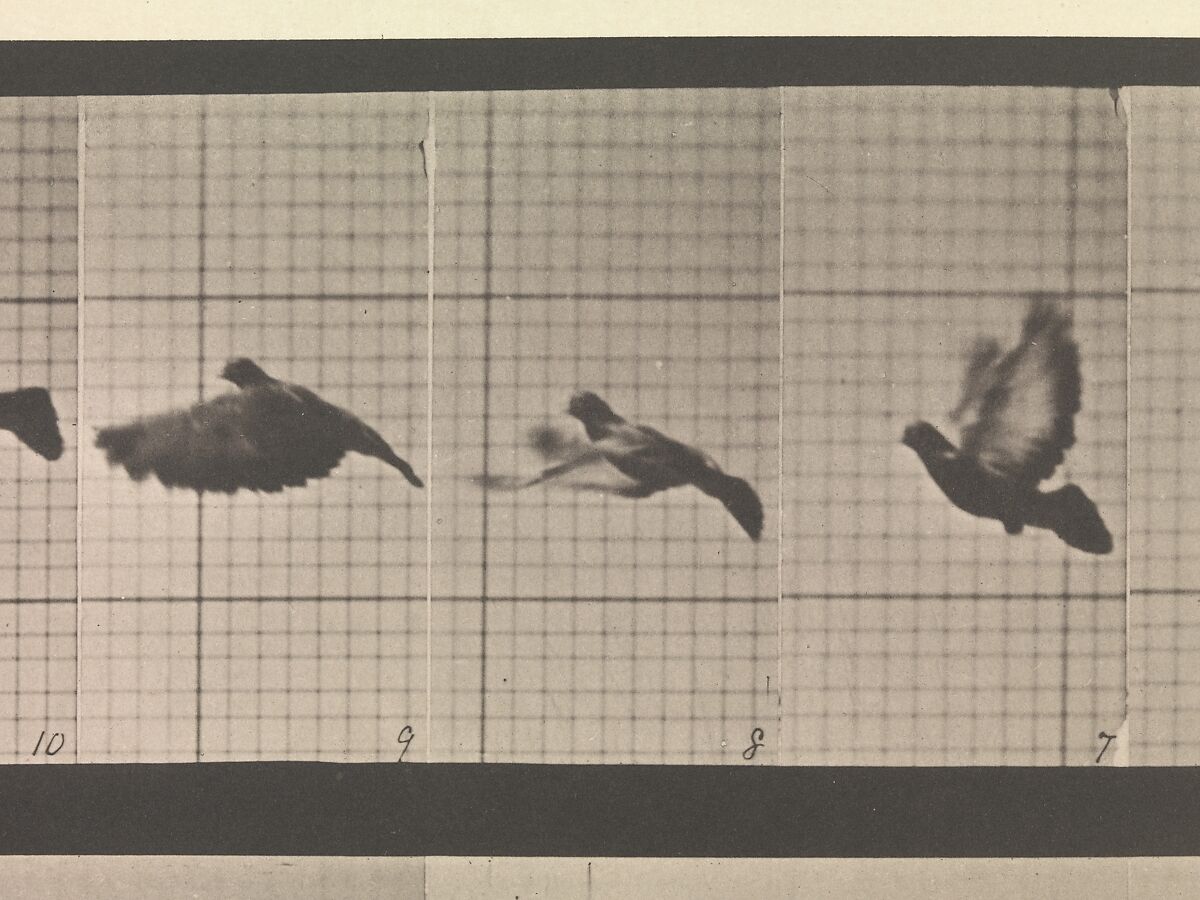 Animal Locomotion.  An Electro-Photographic Investigation of Consecutive Phases of Animal Movements.  Commenced 1872 - Completed 1885.  Volume XI, Wild Animals and Birds, Eadweard Muybridge (British and American, Kingston upon Thames 1830–1904 Kingston upon Thames), Photogravures