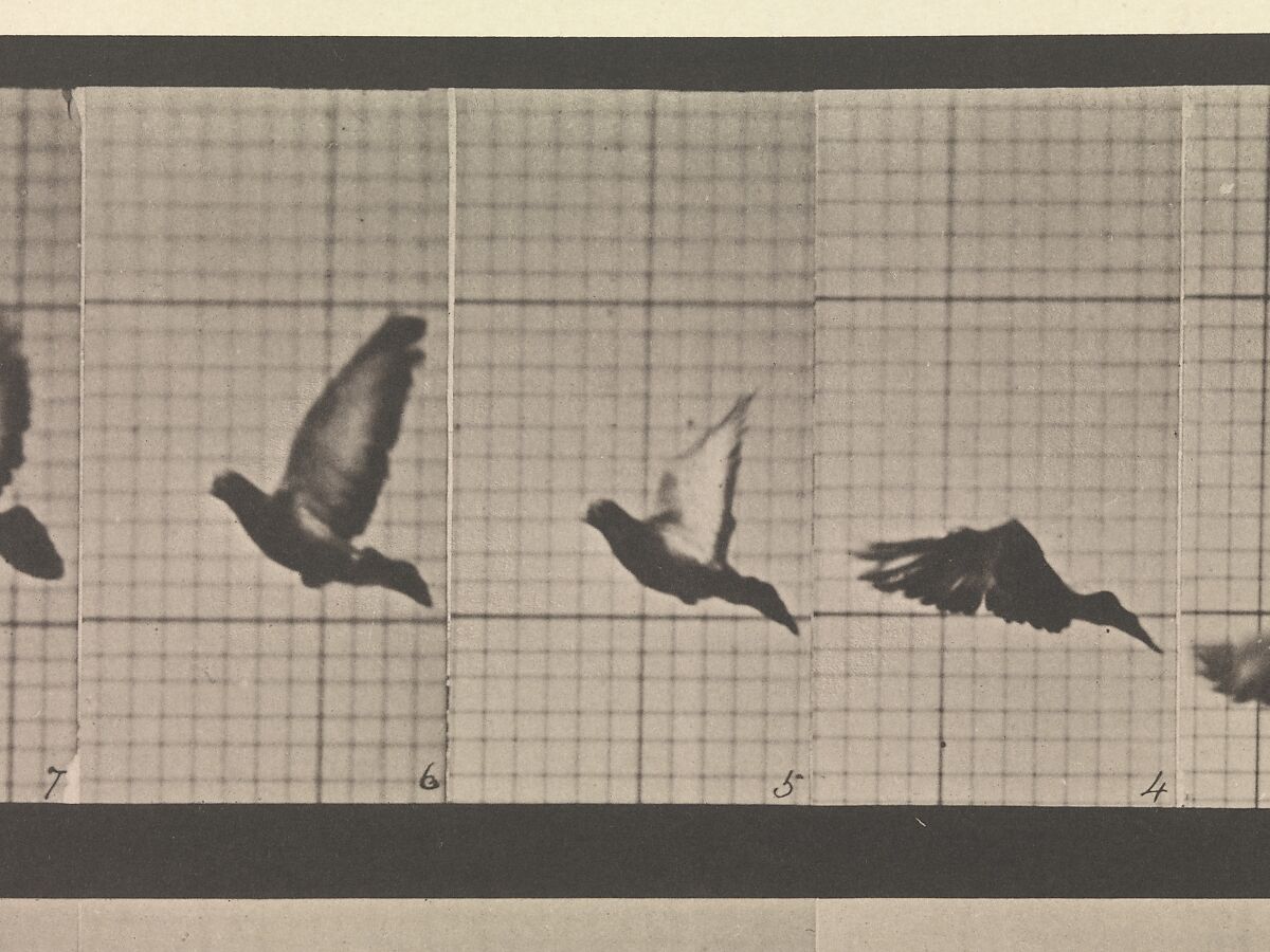 Animal Locomotion.  An Electro-Photographic Investigation of Consecutive Phases of Animal Movements.  Commenced 1872 - Completed 1885.  Volume XI, Wild Animals and Birds, Eadweard Muybridge (British and American, Kingston upon Thames 1830–1904 Kingston upon Thames), Photogravures