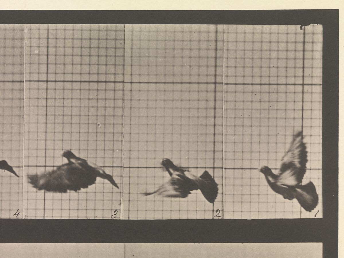 Animal Locomotion.  An Electro-Photographic Investigation of Consecutive Phases of Animal Movements.  Commenced 1872 - Completed 1885.  Volume XI, Wild Animals and Birds, Eadweard Muybridge (British and American, Kingston upon Thames 1830–1904 Kingston upon Thames), Photogravures