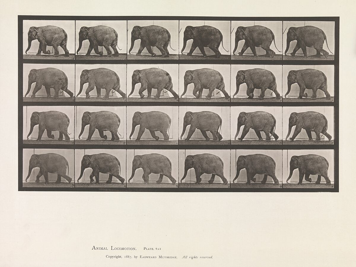Animal Locomotion.  An Electro-Photographic Investigation of Consecutive Phases of Animal Movements.  Commenced 1872 - Completed 1885.  Volume XI, Wild Animals and Birds, Eadweard Muybridge (British and American, Kingston upon Thames 1830–1904 Kingston upon Thames), Photogravures 