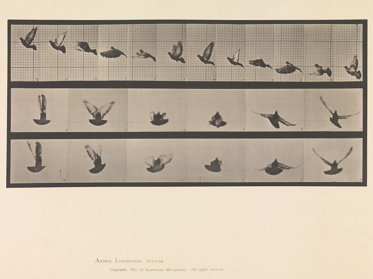 Animal Locomotion.  An Electro-Photographic Investigation of Consecutive Phases of Animal Movements.  Commenced 1872 - Completed 1885.  Volume XI, Wild Animals and Birds, Eadweard Muybridge (British and American, Kingston upon Thames 1830–1904 Kingston upon Thames), Photogravures