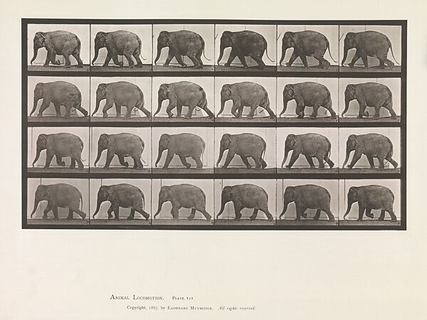 Animal Locomotion.  An Electro-Photographic Investigation of Consecutive Phases of Animal Movements.  Commenced 1872 - Completed 1885.  Volume XI, Wild Animals and Birds