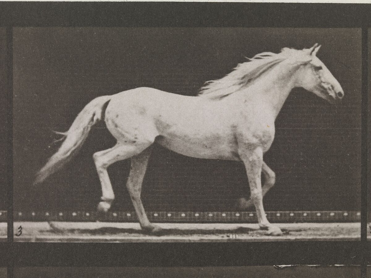 Animal Locomotion.  An Electro-Photographic Investigation of Consecutive Phases of Animal Movements.  Commenced 1872 - Completed 1885.  Volume IX, Horses, Eadweard Muybridge (British and American, Kingston upon Thames 1830–1904 Kingston upon Thames), Photogravures