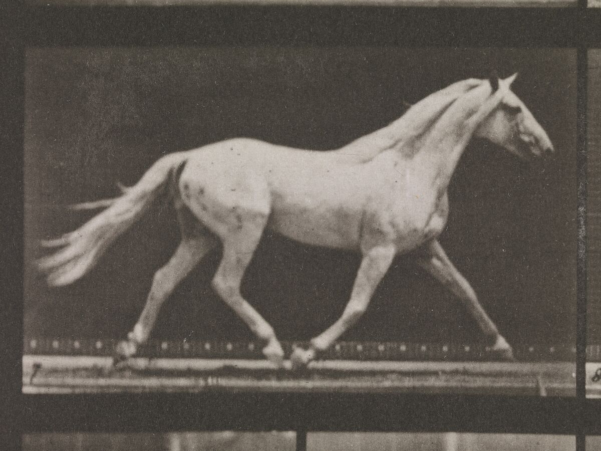 Animal Locomotion.  An Electro-Photographic Investigation of Consecutive Phases of Animal Movements.  Commenced 1872 - Completed 1885.  Volume IX, Horses, Eadweard Muybridge (British and American, Kingston upon Thames 1830–1904 Kingston upon Thames), Photogravures