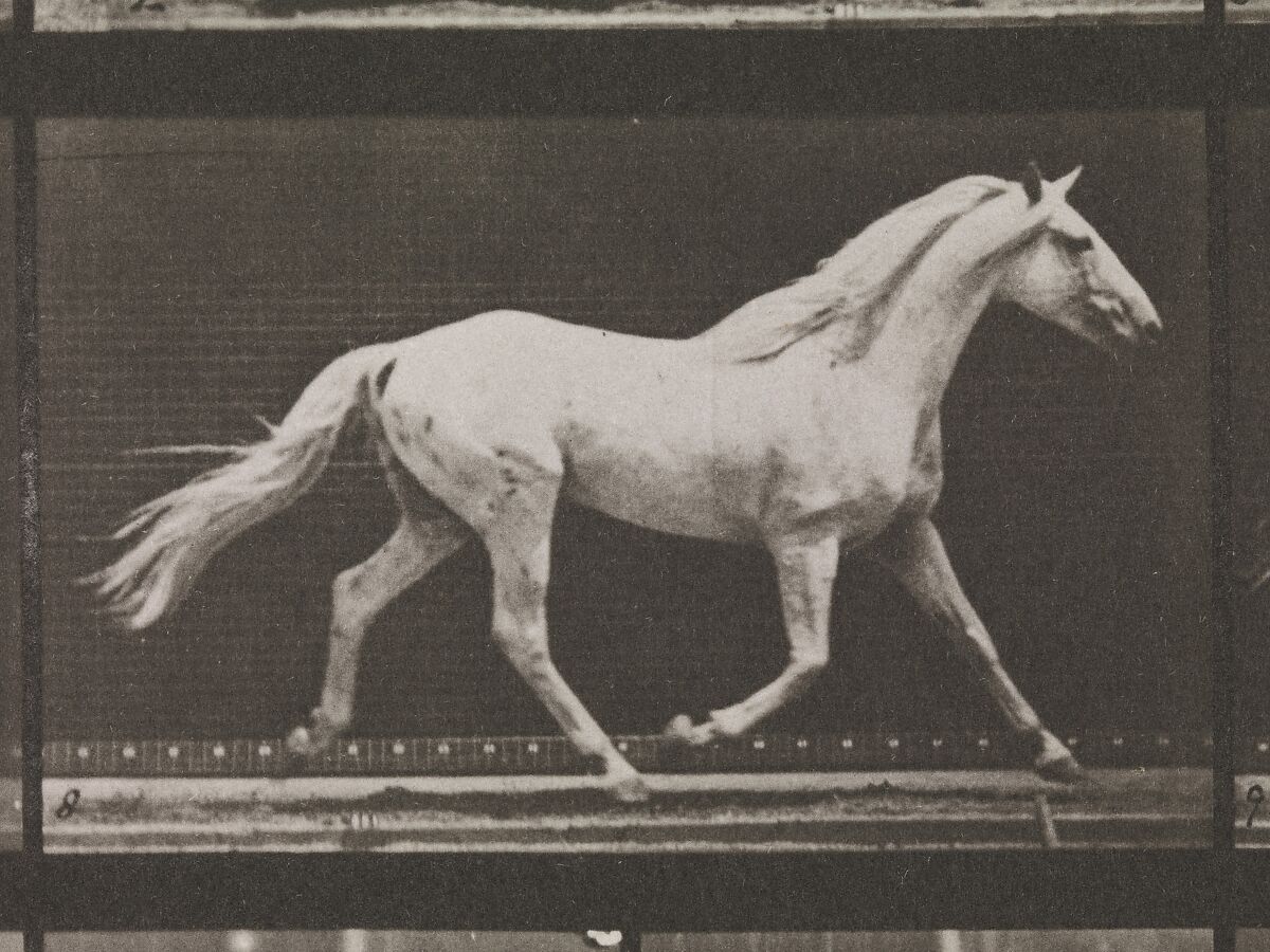 Animal Locomotion.  An Electro-Photographic Investigation of Consecutive Phases of Animal Movements.  Commenced 1872 - Completed 1885.  Volume IX, Horses, Eadweard Muybridge (British and American, Kingston upon Thames 1830–1904 Kingston upon Thames), Photogravures