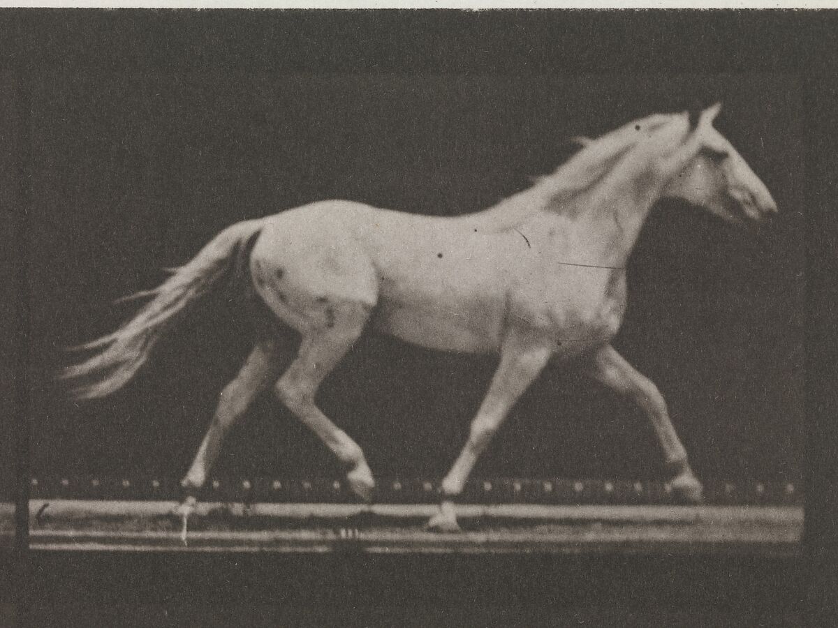 Animal Locomotion.  An Electro-Photographic Investigation of Consecutive Phases of Animal Movements.  Commenced 1872 - Completed 1885.  Volume IX, Horses, Eadweard Muybridge (British and American, Kingston upon Thames 1830–1904 Kingston upon Thames), Photogravures