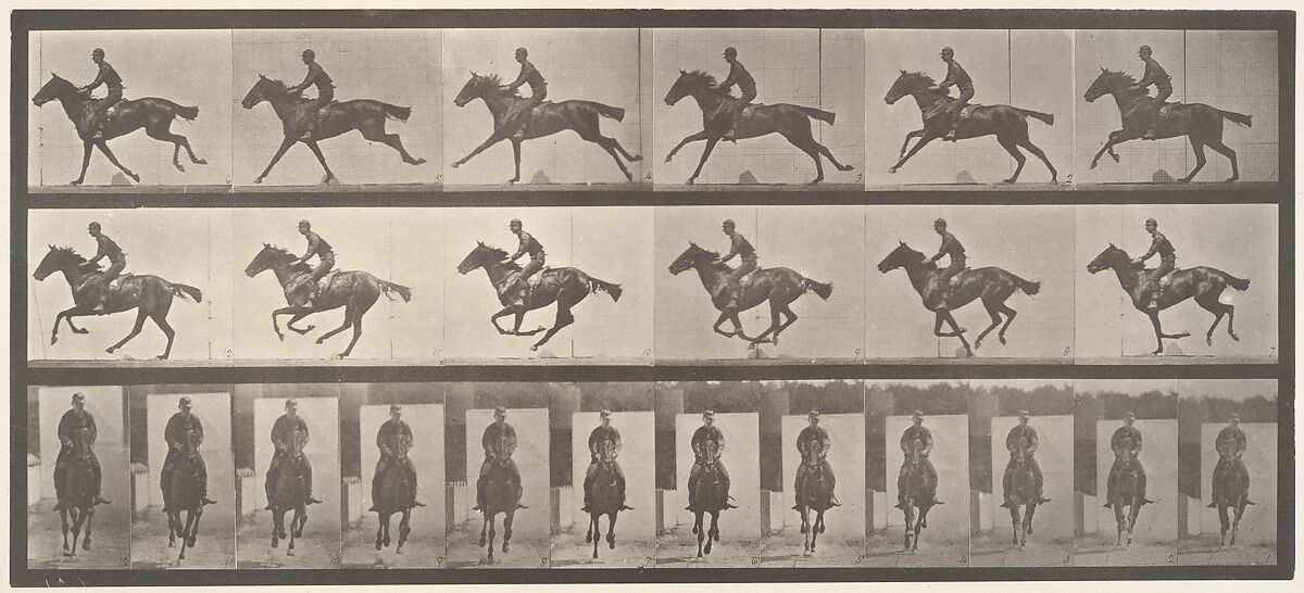 [Horse and Rider Galloping], Eadweard Muybridge (British and American, Kingston upon Thames 1830–1904 Kingston upon Thames), Collotype