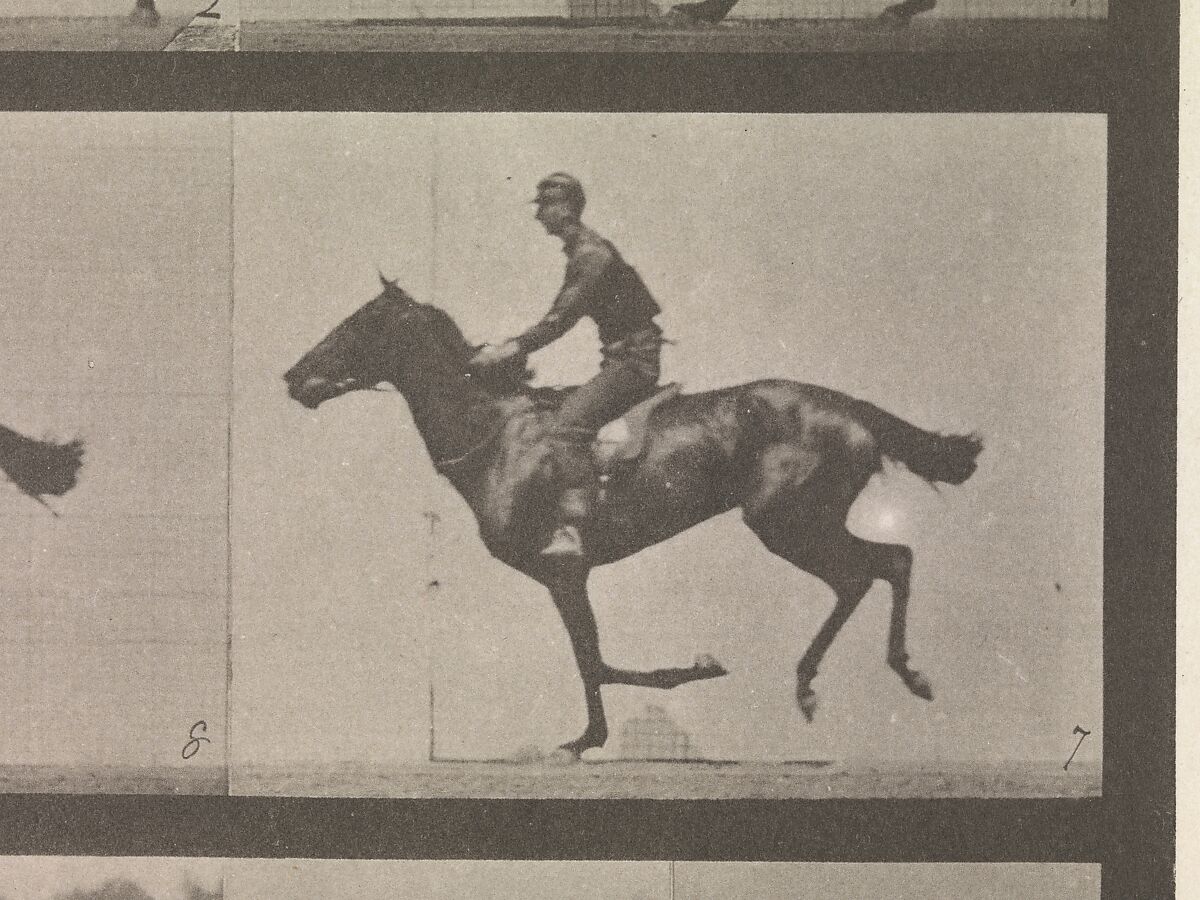 [Horse and Rider Galloping], Eadweard Muybridge (British and American, Kingston upon Thames 1830–1904 Kingston upon Thames), Collotype