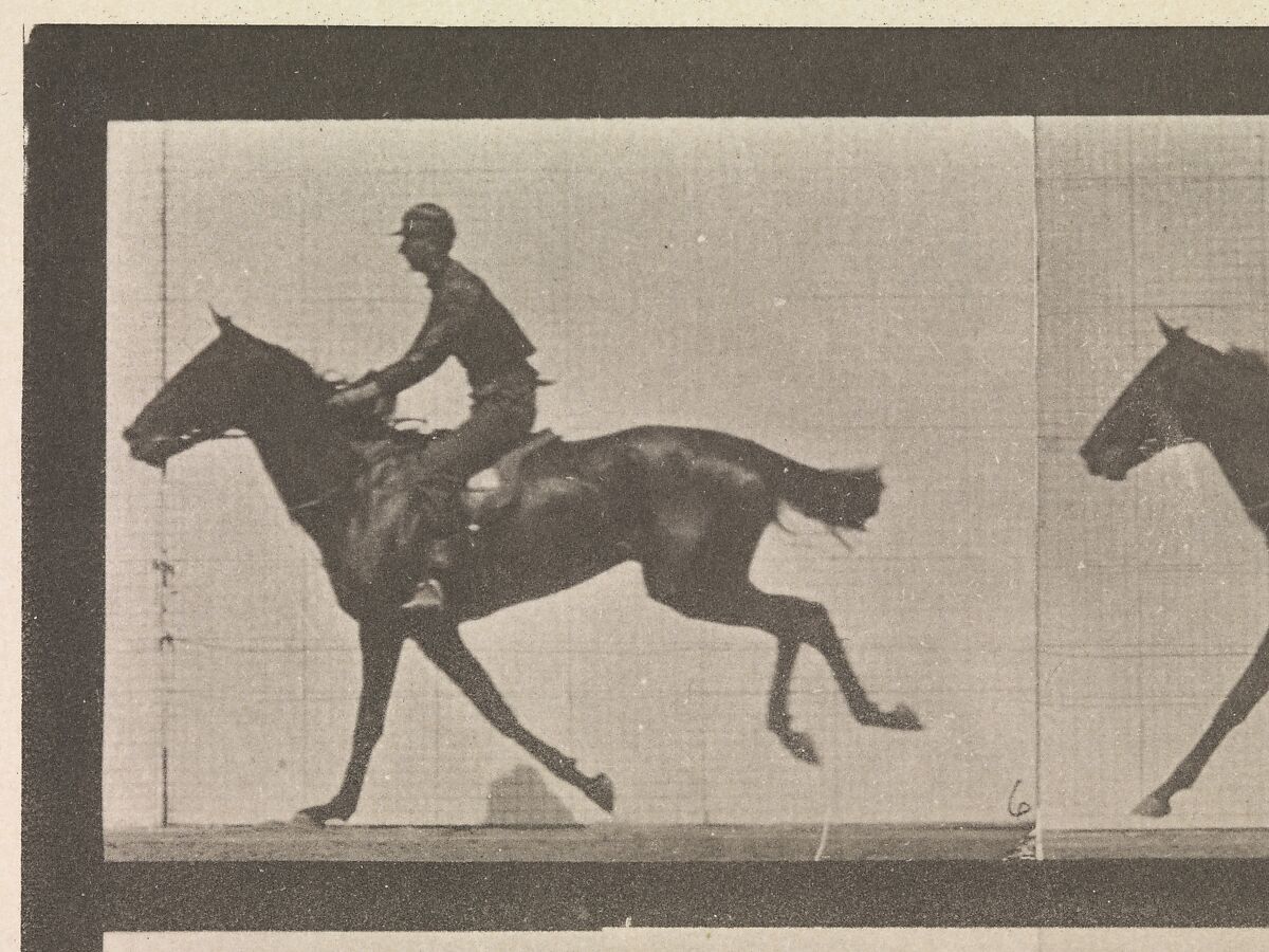 [Horse and Rider Galloping], Eadweard Muybridge (British and American, Kingston upon Thames 1830–1904 Kingston upon Thames), Collotype