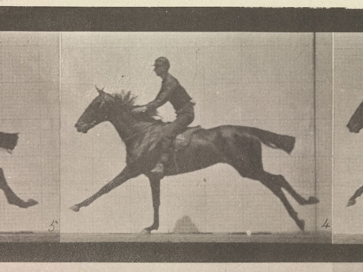[Horse and Rider Galloping], Eadweard Muybridge (British and American, Kingston upon Thames 1830–1904 Kingston upon Thames), Collotype