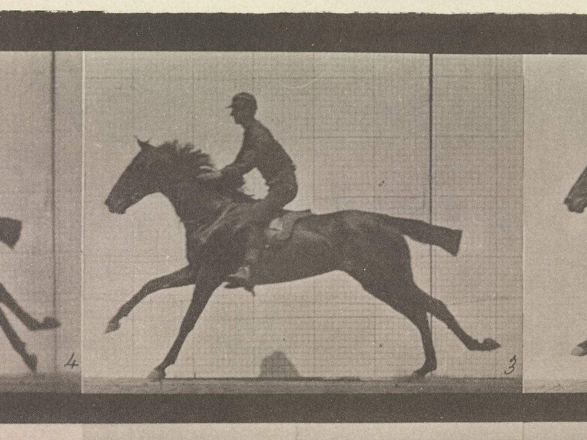 [Horse and Rider Galloping], Eadweard Muybridge (British and American, Kingston upon Thames 1830–1904 Kingston upon Thames), Collotype