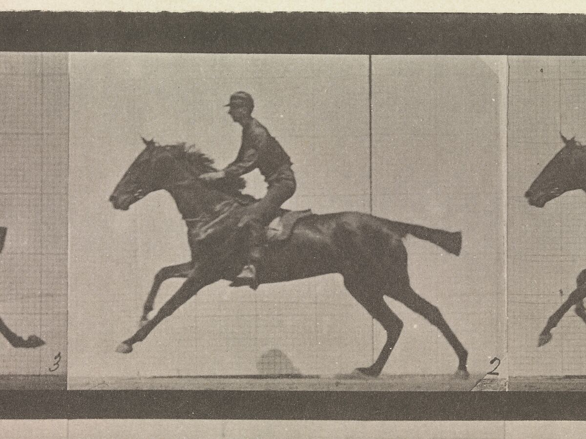 [Horse and Rider Galloping], Eadweard Muybridge (British and American, Kingston upon Thames 1830–1904 Kingston upon Thames), Collotype