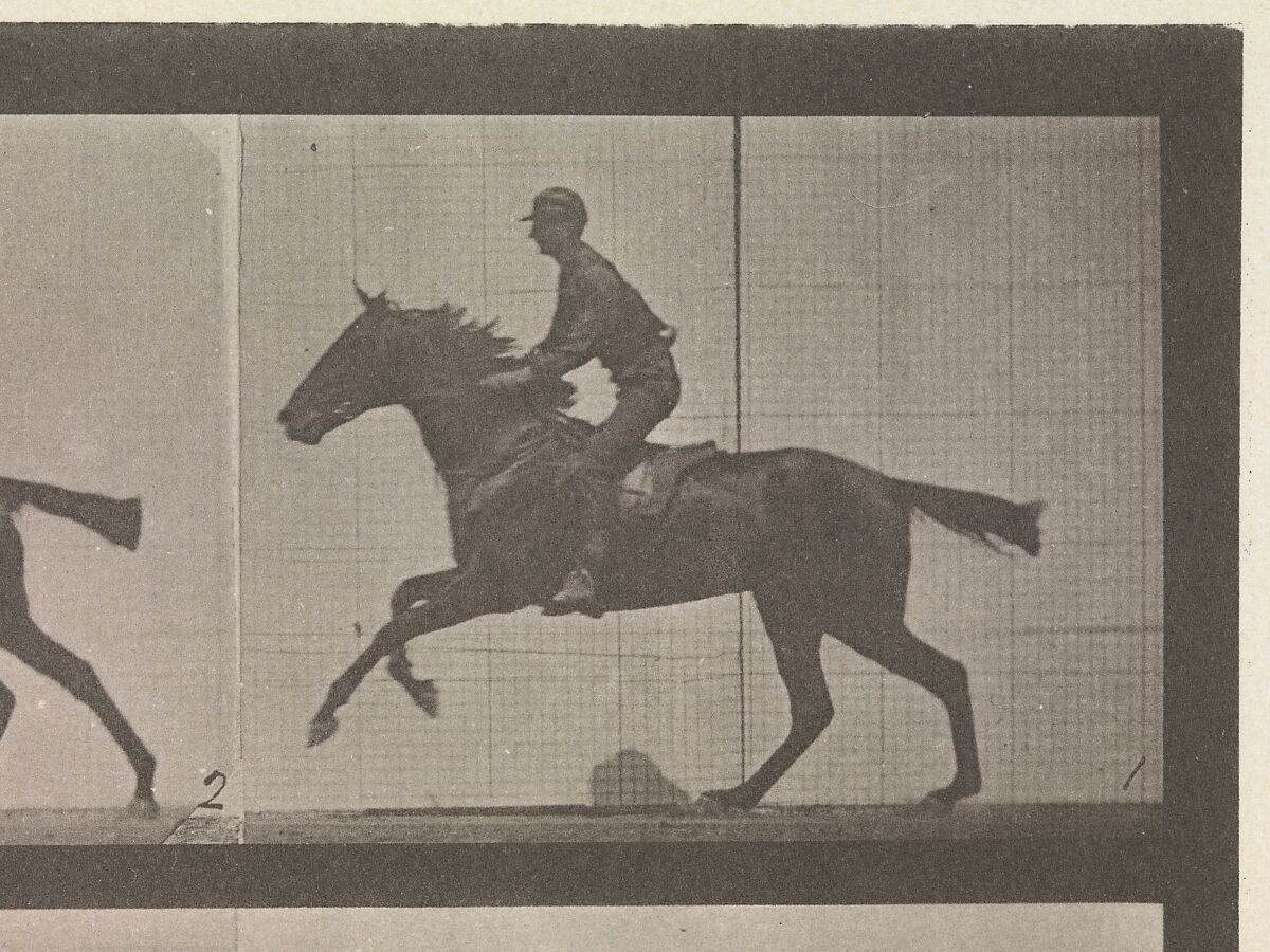 [Horse and Rider Galloping], Eadweard Muybridge (British and American, Kingston upon Thames 1830–1904 Kingston upon Thames), Collotype