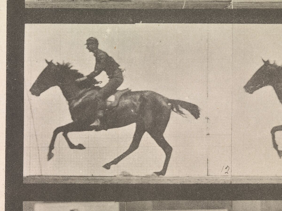 [Horse and Rider Galloping], Eadweard Muybridge (British and American, Kingston upon Thames 1830–1904 Kingston upon Thames), Collotype