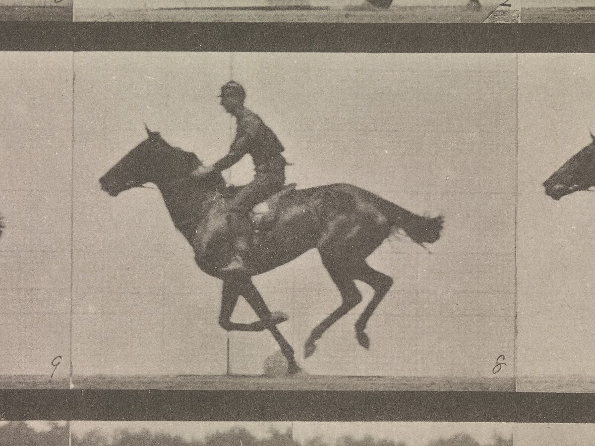 [Horse and Rider Galloping], Eadweard Muybridge (British and American, Kingston upon Thames 1830–1904 Kingston upon Thames), Collotype