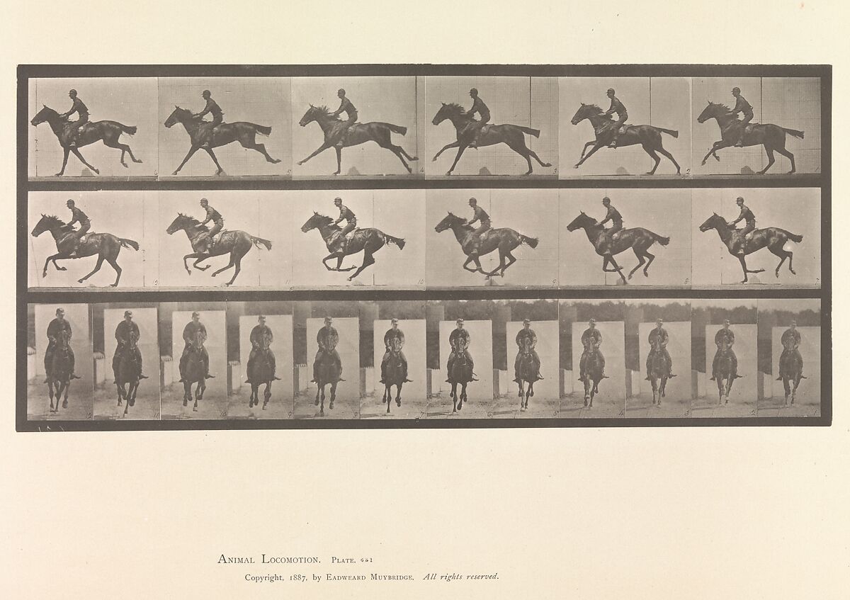 [Horse and Rider Galloping], Eadweard Muybridge (British and American, Kingston upon Thames 1830–1904 Kingston upon Thames), Collotype 