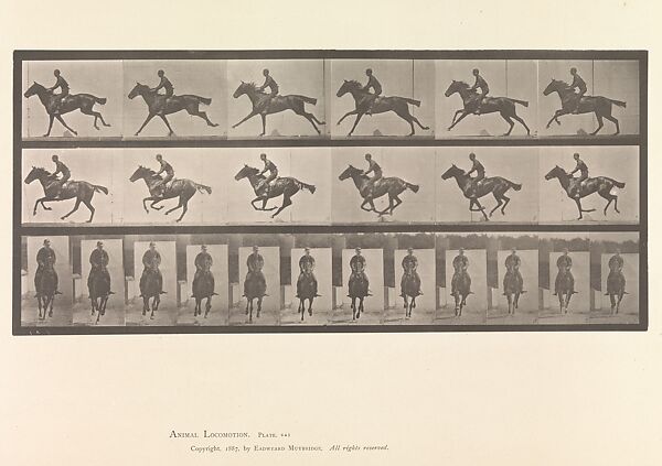 [Horse and Rider Galloping]