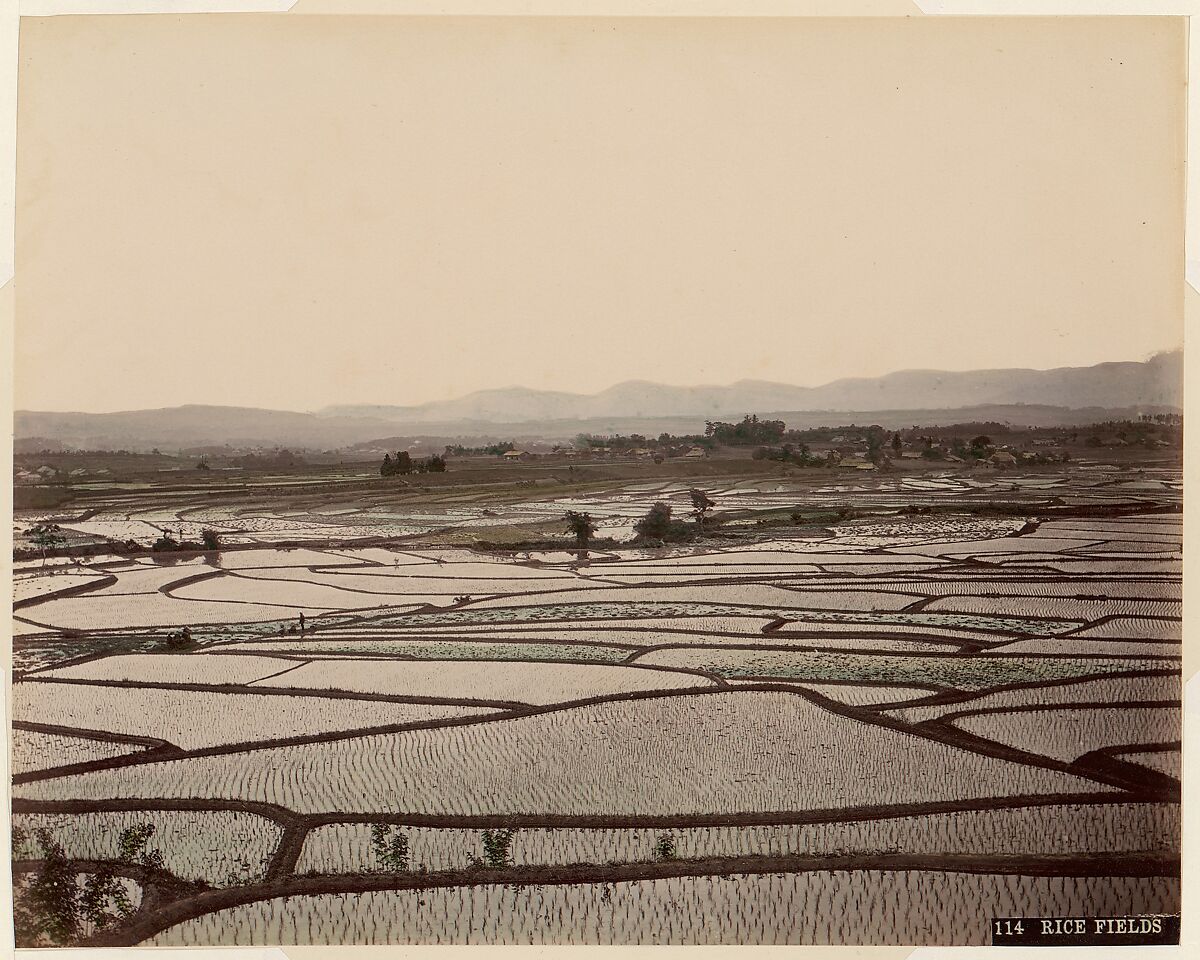 Rice Fields, Unknown, Albumen silver print from glass negative with applied color 