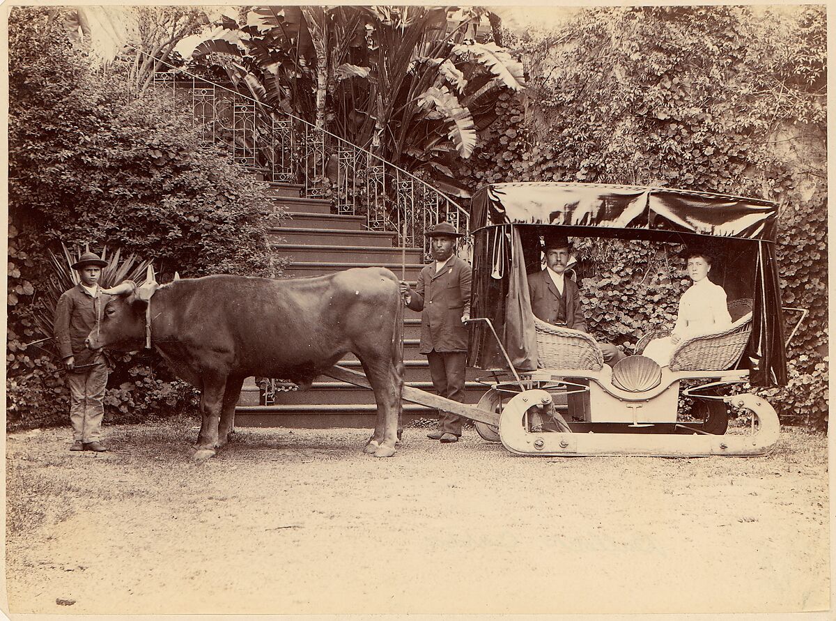 "Hack" Madeira, Unknown, Albumen silver print from glass negative 