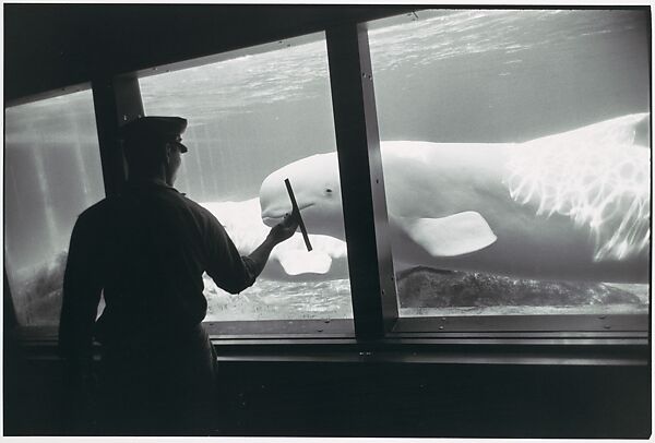 [Whale in Aquarium], Garry Winogrand (American, New York 1928–1984 Tijuana, Mexico), Gelatin silver print 