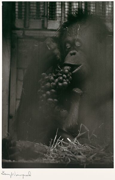 Untitled, Garry Winogrand (American, New York 1928–1984 Tijuana, Mexico), Gelatin silver print 